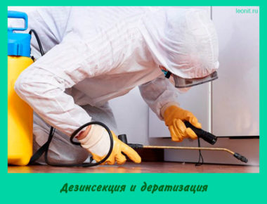 Дезинсекция и дератизация