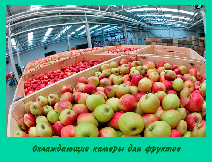 Охлаждающие камеры для фруктов