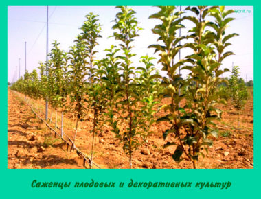 Саженцы плодовых и декоративных культур