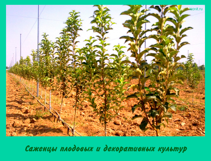 Саженцы плодовых и декоративных культур
