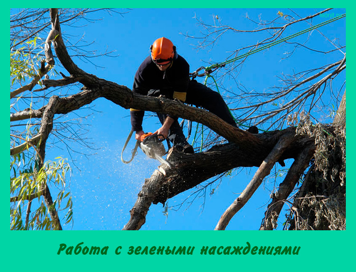 удаление деревьев