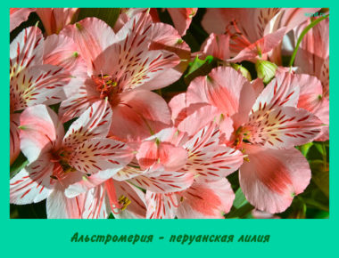 Альстромерия - перуанская лилия