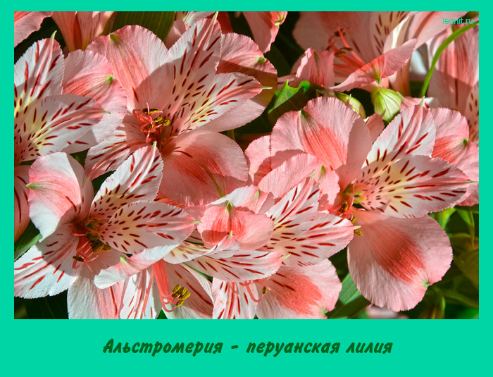 Альстромерия - перуанская лилия