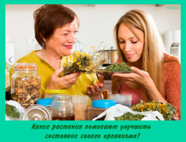 Какие растения помогают улучшить состояние своего организма?