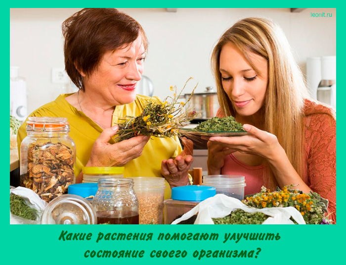 Какие растения помогают улучшить состояние своего организма?