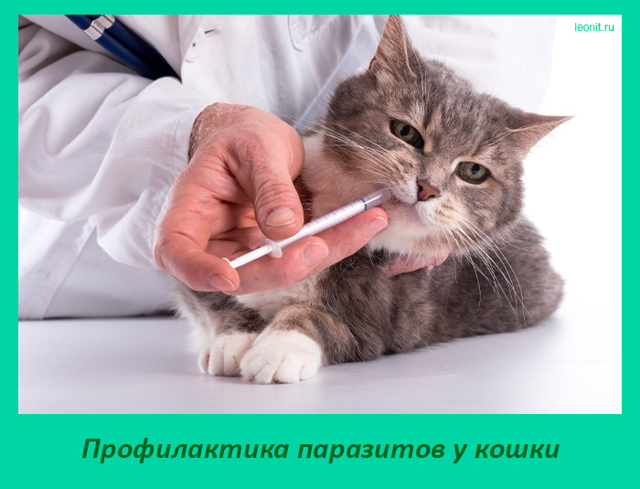 Профилактика паразитов у кошки