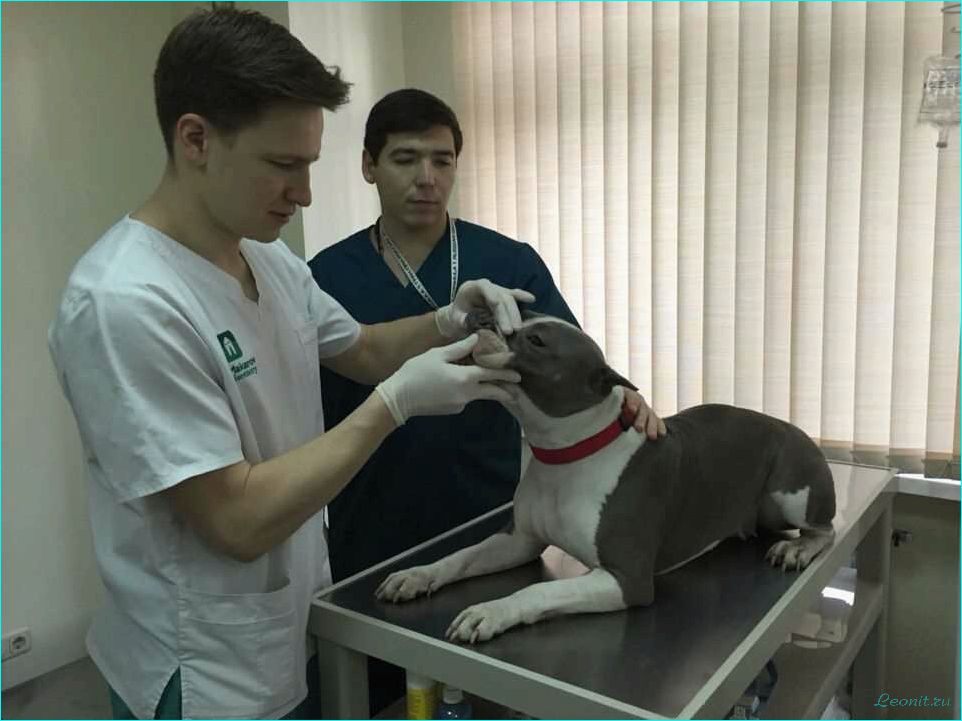 Профессиональная ветеринарная клиника для лучшего здоровья вашего питомца